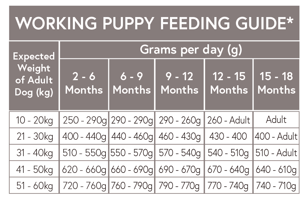 FEEDING GRAIN FREE PUPPY SALMON