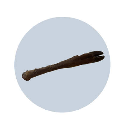 Hairy Deer Leg